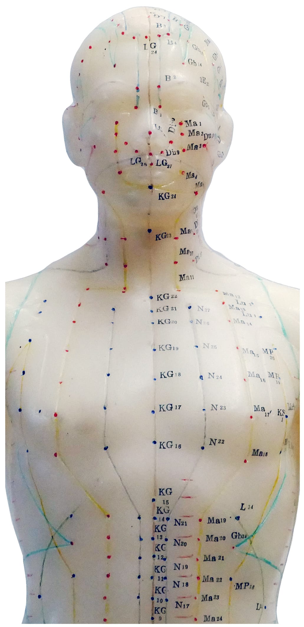 Ausschnitt einer Akupunkturpuppe mit eingezeichneten Leitbahnen